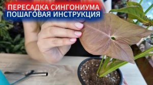 Как ухаживать за сингониумом и когда пересадить его правильно в новый горшок для фитостены