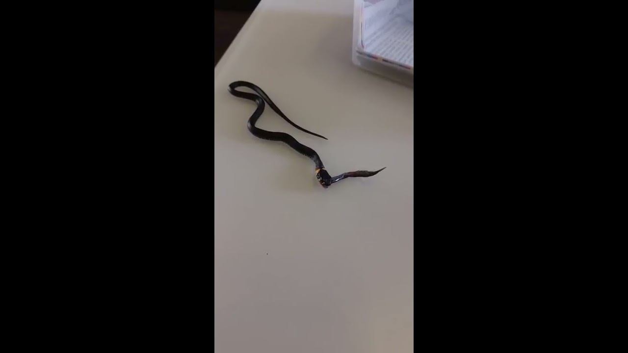 Кормление ужа