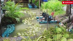 Интересный процесс транспортировки и переработки кокосов.