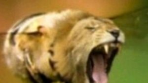 колбаса хагги вагги