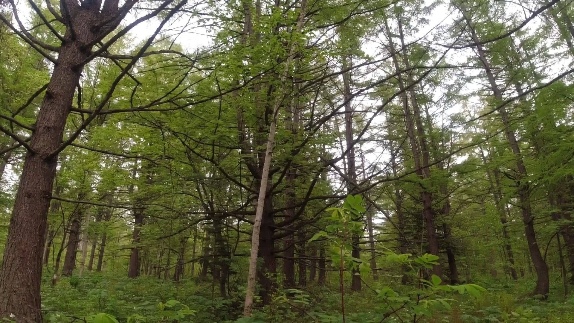 Медно железный лес смотреть онлайн