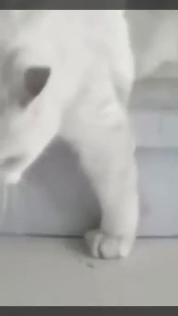 Просочился смотреть онлайн