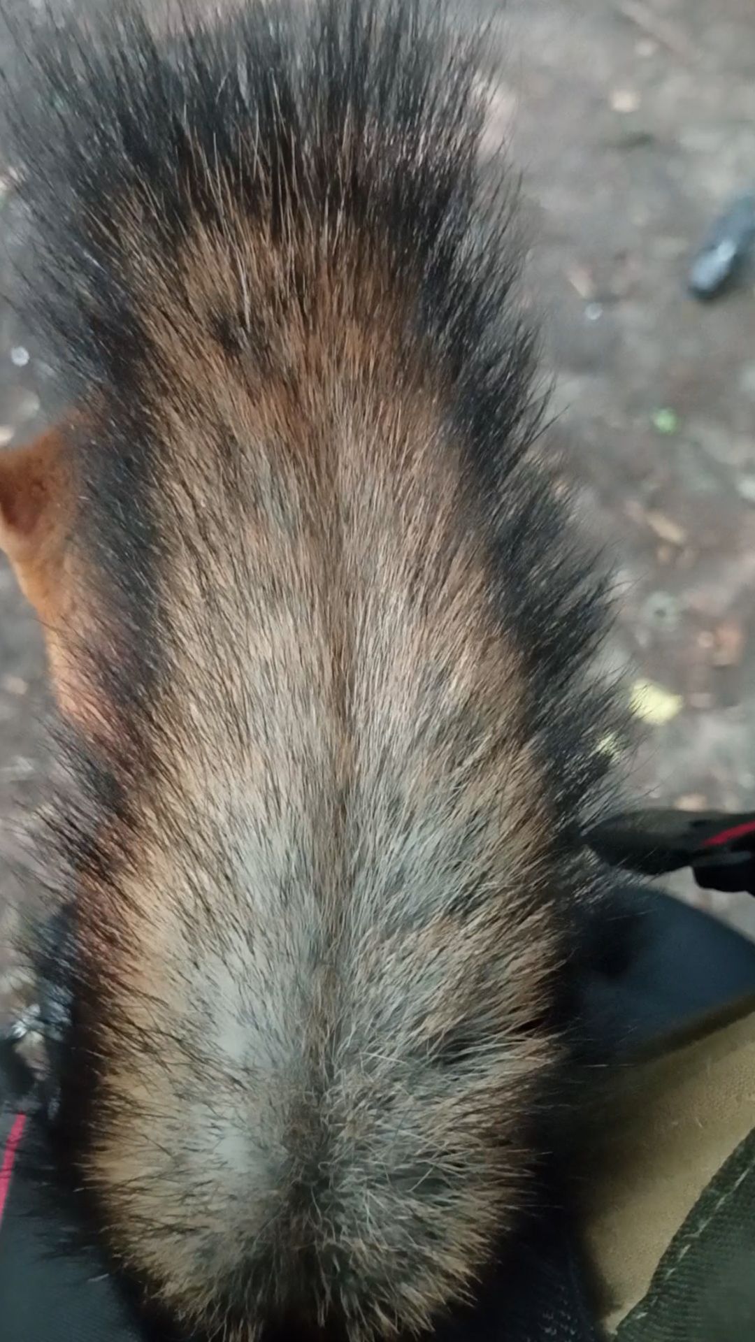 Белка пришла перекусить. Июль 2023 смотреть онлайн