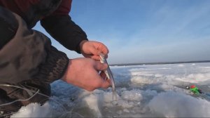 Рыбалка на корюшку. Смолячково. СПБ.2026