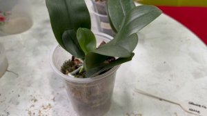 Пересадка маленькой орхидеи, орхидеи после наращивания Корней и орхидеи в старом грунте