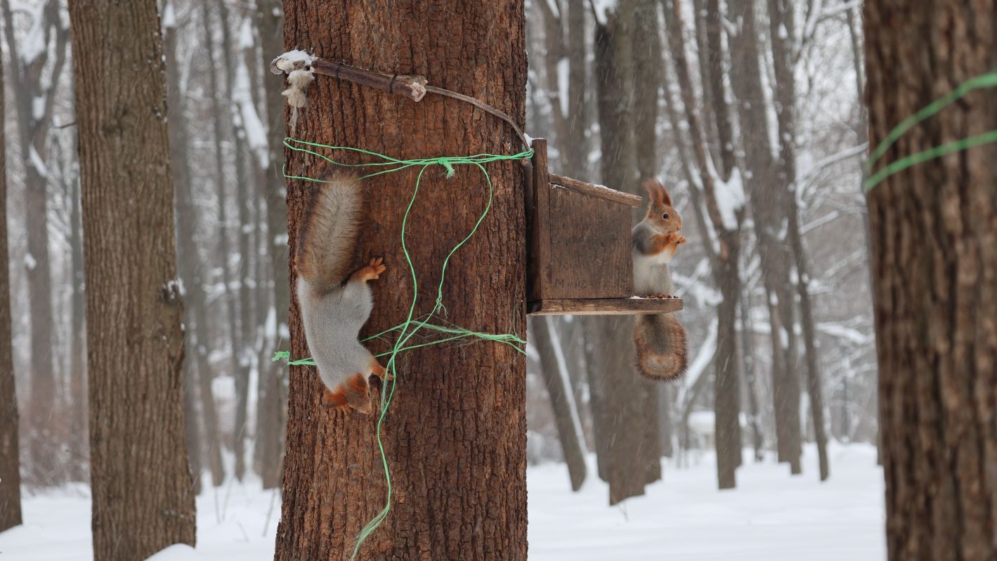 Белки. Голуби. Зарисовка смотреть онлайн