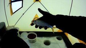 В ПОИСКАХ ЛЕЩА ЗИМОЙ