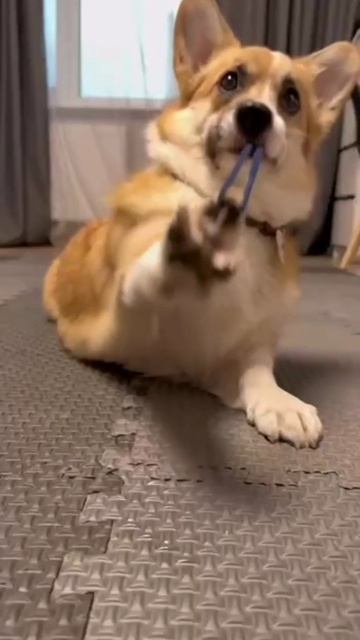 Выбрала путь насилия: корги по кличке Ева научилась стрелять резинками, натягивая их на лапу смотреть онлайн