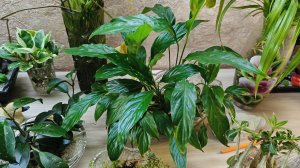 самый лучший способ выращивания комнатных цветов