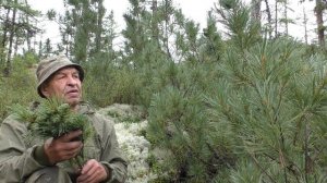 Токинско - Становой национальный парк . Кедровый стланик