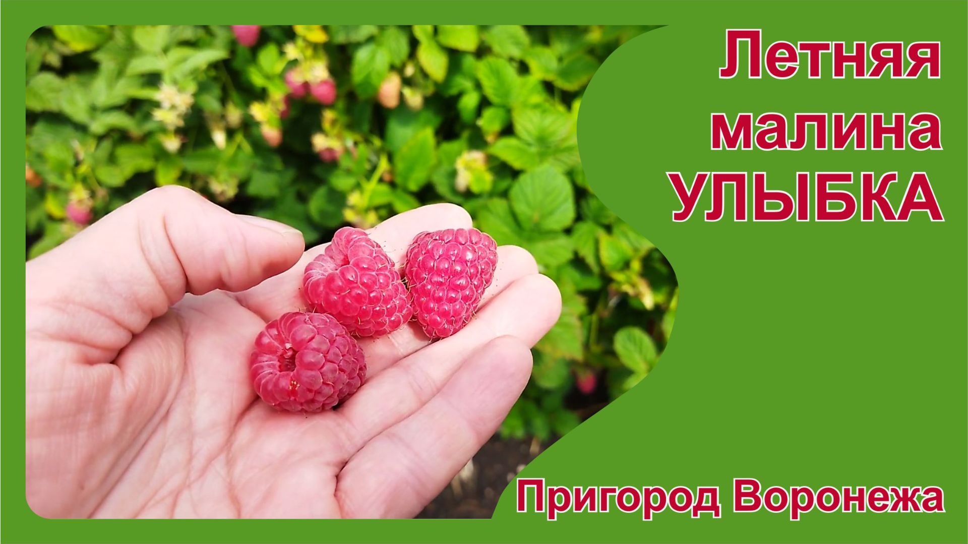 Летняя малина Улыбка.