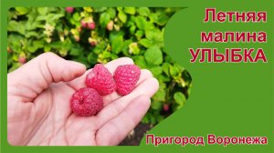 Летняя малина Улыбка.