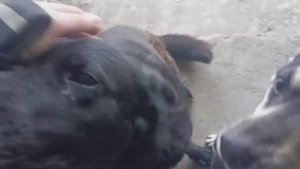 Херсонщина 1 февраля 2026 года