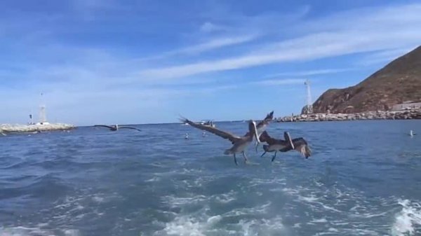 Кормление морских львов