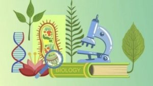 Биология 9 класс. Эндоплазматическая сеть.