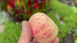 Грушовка московская - старинный летний сорт яблони