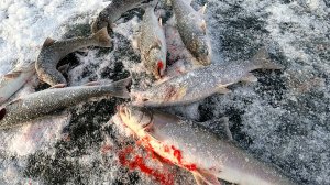 КАМЧАТКА - Рыбацкий рай  #9  Наедине с Камчатскими монстрами