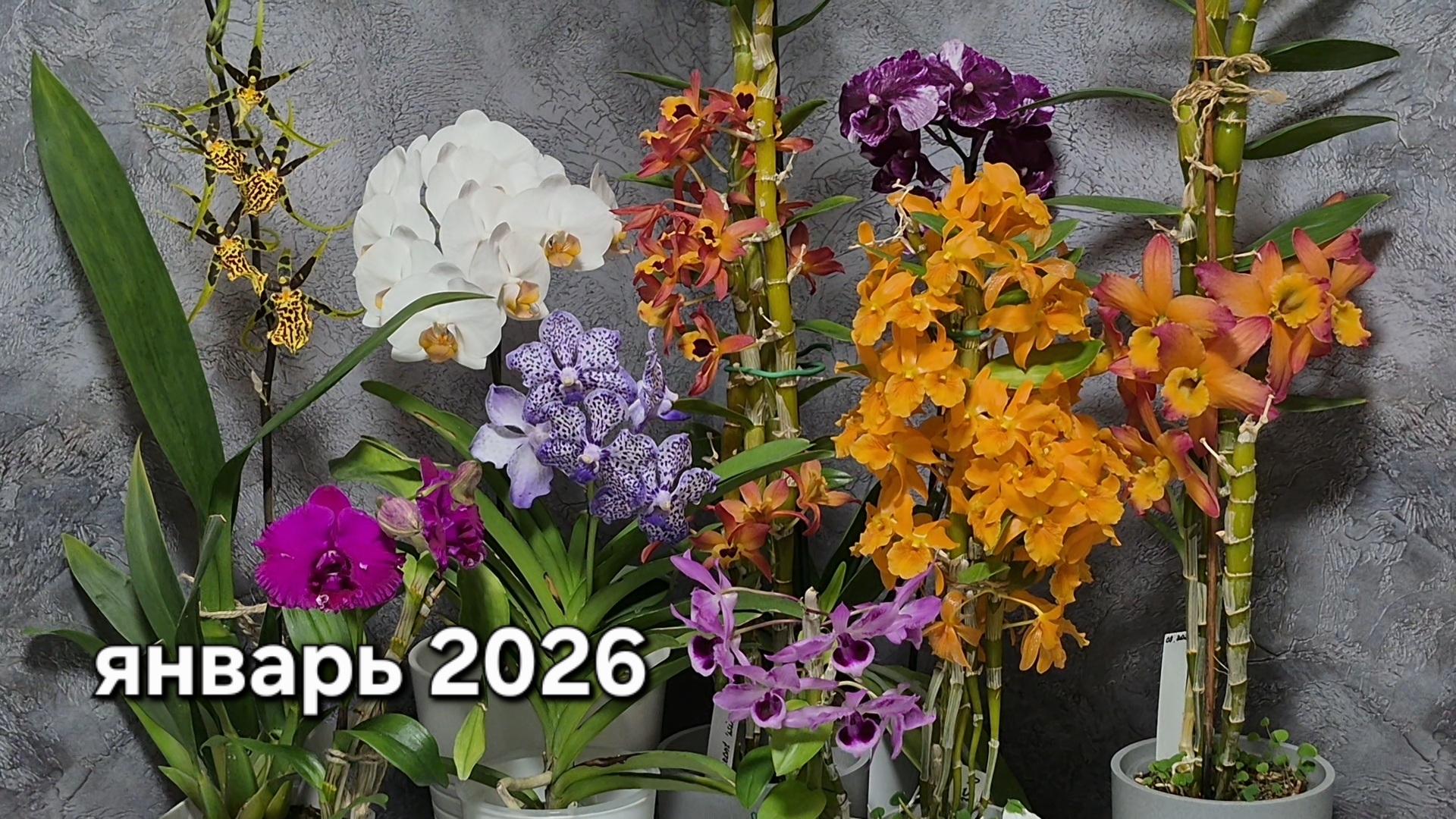 Цветение моих орхидей в январе 2026. #орхидеи смотреть онлайн