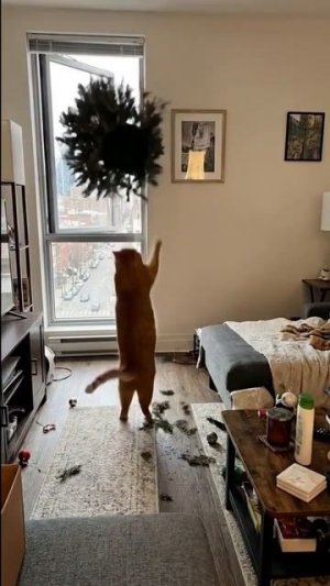 Котик и ёлка