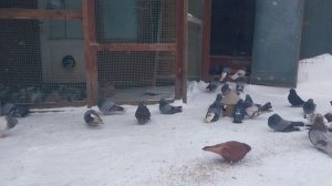 01.02.2026г. -21'С