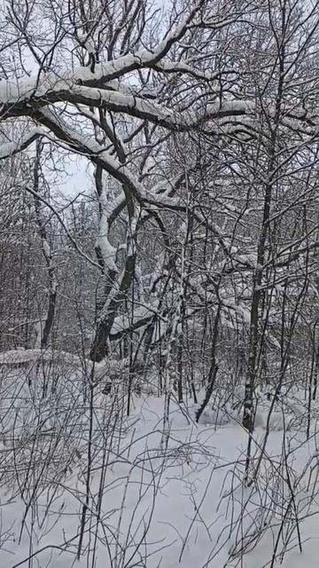 Звенящая тишина в зимнем лесу.