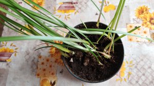 ЗЕФИРАНТЕС или ВЫСКОЧКА: пересадка 🪴