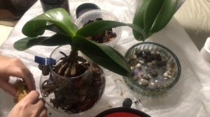 Сажаем орхидею в красивую и оригинальную вазу! Закрытая система посадки!