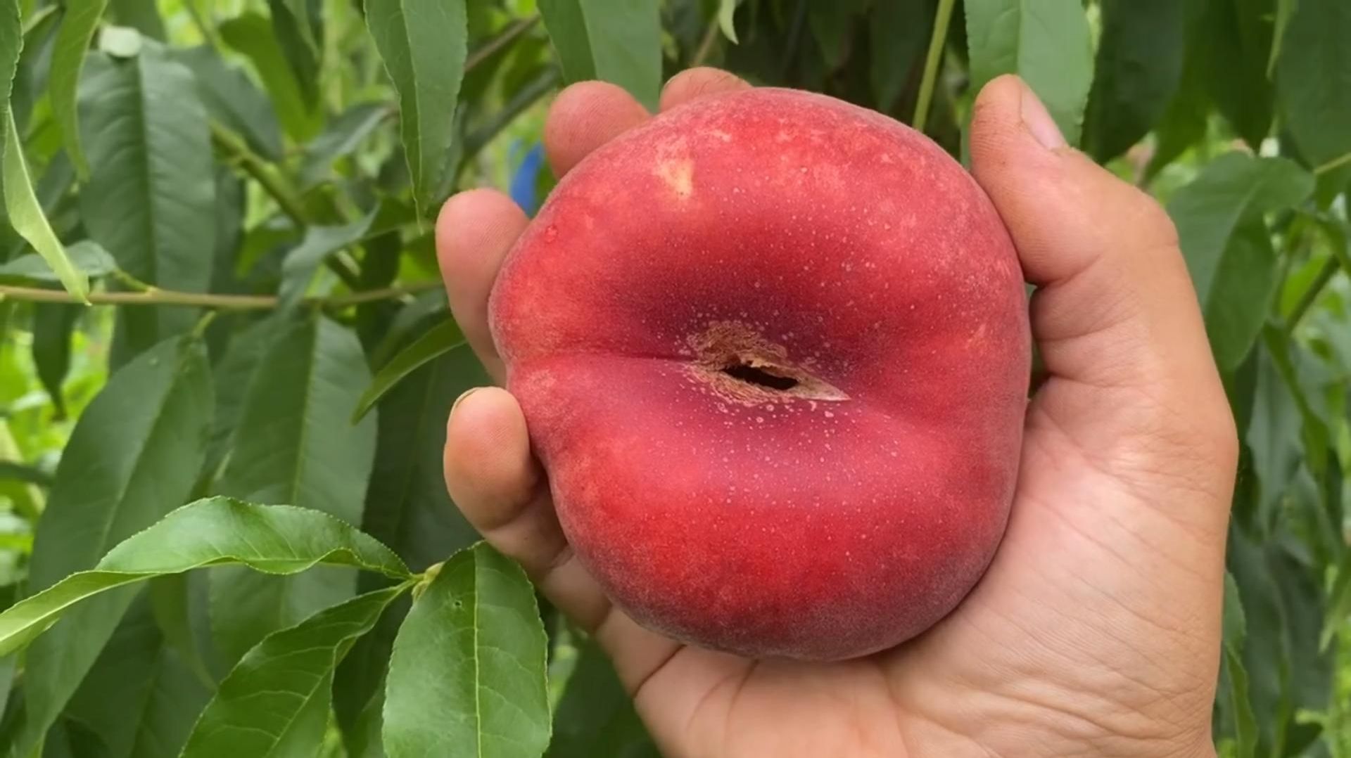 Персик инжирный Уфо-5 самоплодный Ростов-на-Дону. Маленькие сады