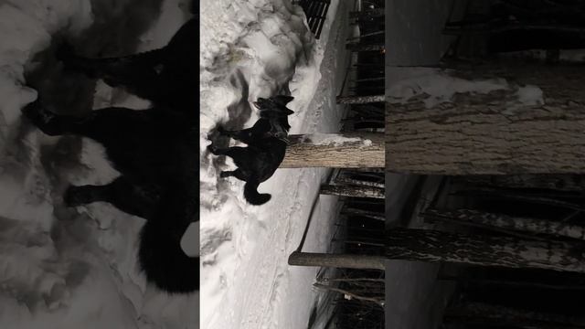ВЕО  восточно европейская овчарка черная