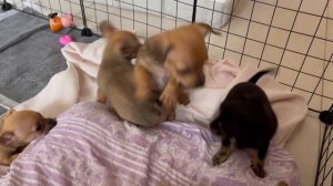 Щенки чихуахуа в 1,5 месяца:наш день, прикорм