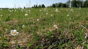 Луговые цветы. Ветреница лесная.