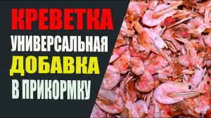 Креветка, как универсальная добавка в прикормку.