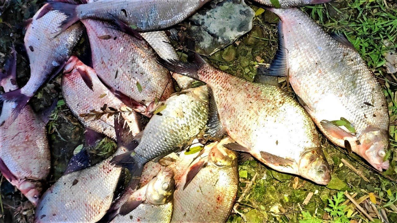 Крупняк ПРЁТ!!!! Осень пришла - ЛУПИМ ЛЕЩА! Рыбалка смотреть онлайн