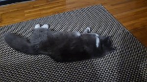 Весёленькая ночка 🐈⬛