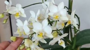 01-02-2026.Орхидея белая мультифлора..пересадка .
