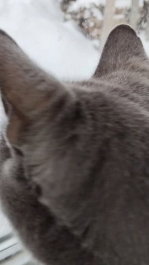 Дуся и Сёма....дачники. Очень ждём весну....