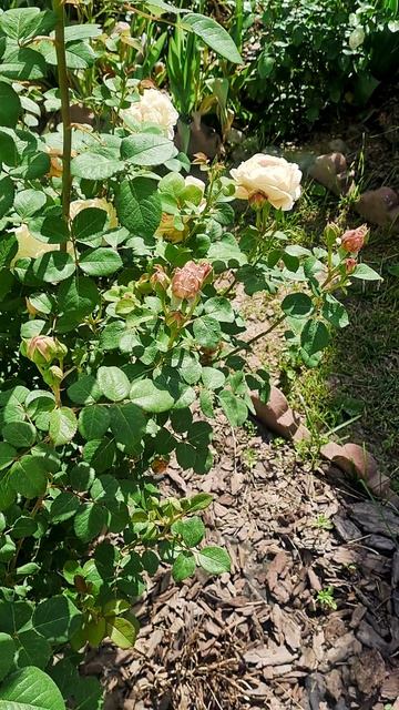 Приветы из лета, немного тепла и солнца!🌹 смотреть онлайн