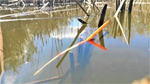 ДИКИЙ ЖОР - КРУПНЯК ГНЁТ УДОЧКИ!!! Рыбалка на поплавок на карася, сазана