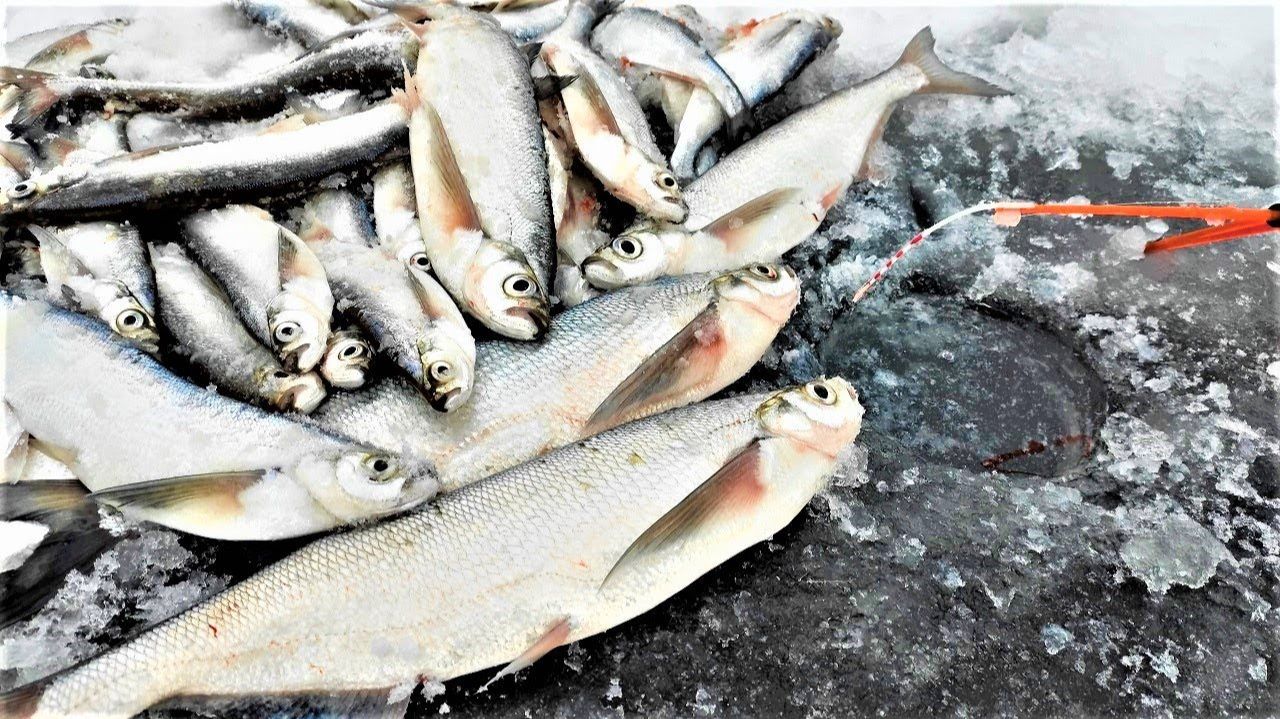 РЫБЫ ПРОПАСТЬ ВСЕ ТАСКАЮТ!! Зимняя рыбалка на чехонь смотреть онлайн