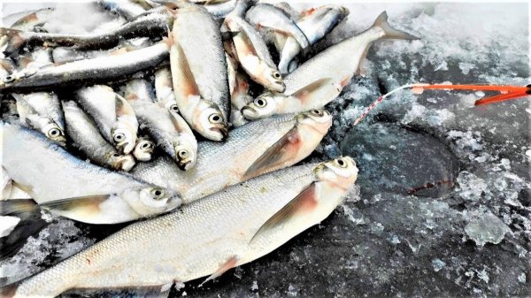 РЫБЫ ПРОПАСТЬ ВСЕ ТАСКАЮТ!! Зимняя рыбалка на чехонь