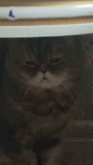 Пухлый котэ