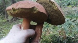 А что если на часок смотаться в лес ?