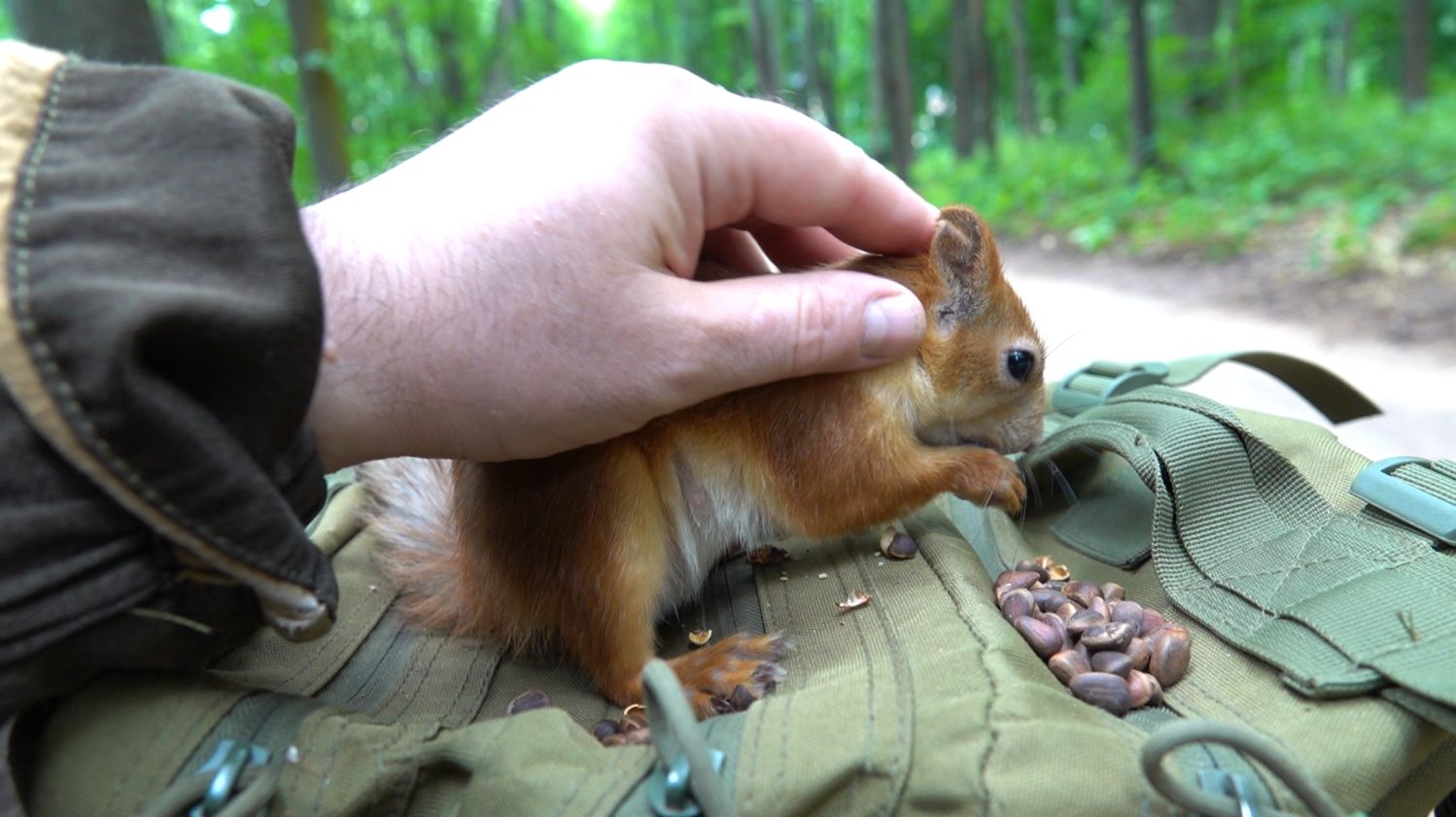 Знакомая белка. Июль 2023 смотреть онлайн