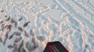 ПАУК ТРЕЩИТ И  ПОЛНЫЙ РЫБЫ НА КАЖДОМ ПОДЪЁМЕ!!! Я ПРОСТО НЕ МОГУ ПОДНЯТЬ!