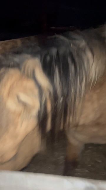 Деревня лошади природа