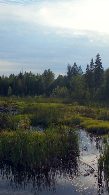в глубине леса смотреть онлайн
