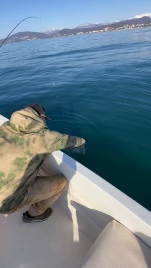 Свободу скатам.