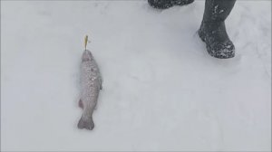 Поимки форели на активные и стационарные снасти. Клёвое место, Лосиный остров, спорт-зона.