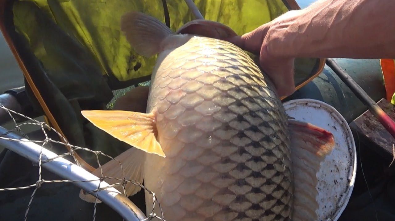 Здоровый САЗАН - вся лодка в воде!! Рыбалка летом 2022 смотреть онлайн