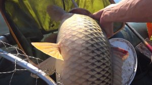 Здоровый САЗАН - вся лодка в воде!! Рыбалка летом 2022